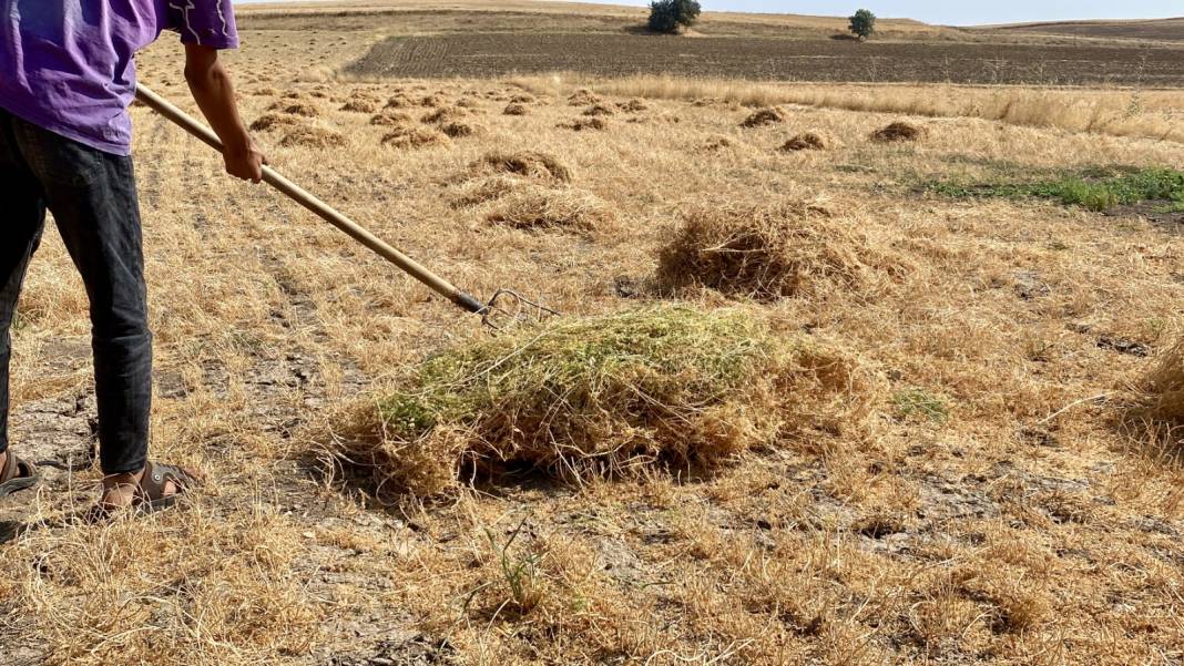 Hasat sonrası 10-15 gün kurumaya bırakılacak: Paketlemeden önce kabuğundan ayrılıyor 2